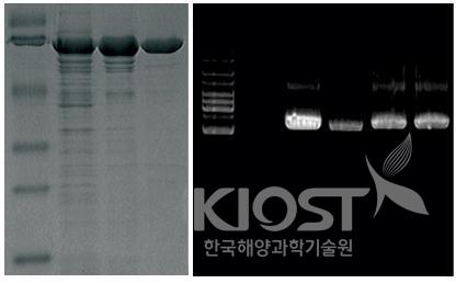 호열성 핵산중합반응 (PCR) 효소 의 사진