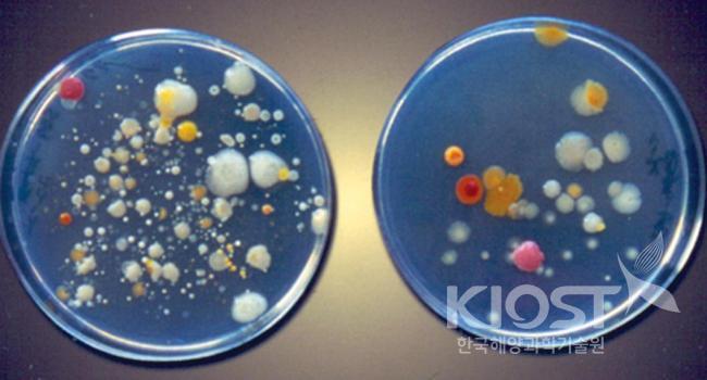 미생물(박테리아) 의 사진