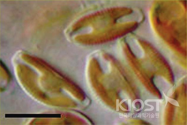 미세조류(식물 플랑크톤) 의 사진