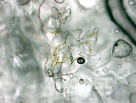 해빙코어 시료속에 얼지 않고 살아있는 남극 미세조류 의 사진