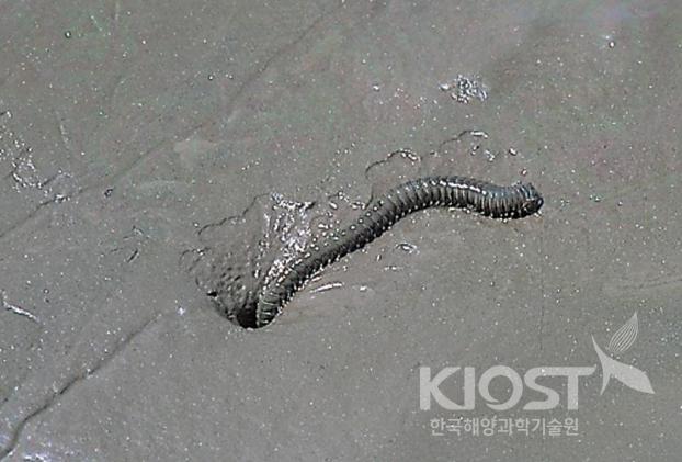 우리나라 서해안 갯벌에서 흔히 만날 수 있는 염생식물과 저서동물들-참 갯지렁이 의 사진