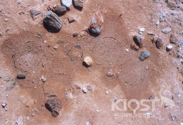 1999년 여름 경기도 시화호 간석지에서 발견된 공룡알 화석 의 사진