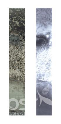 동해 해저퇴적물 내에서 확인된 수중 화산분출에 의한 화산재층의 사진과 X-선 촬영사진(해양연구원) 의 사진