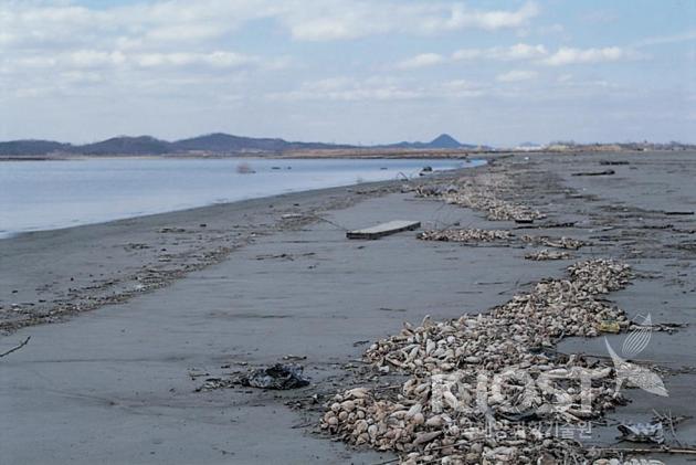 어민들이 버린 어구도 갯벌오염의 원인이 된다 의 사진