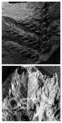 세종층에서 산출된 고사리화석(위)과 참나무잎 화석(아래) 의 사진