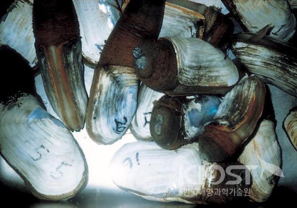 남극대륙주변부 얕은 수심에 널리 분포하는 남극큰띠조개는 극한지 적응기작 연구의 주요 대상종의 하나이다 의 사진