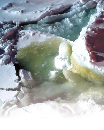 남극해 해빙속에 갈색띠를 이루며 서식하는 미세조류 의 사진