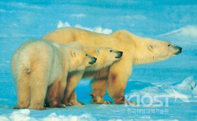 북극을 대표하는 동물은 역시 북극곰이다. 의 사진