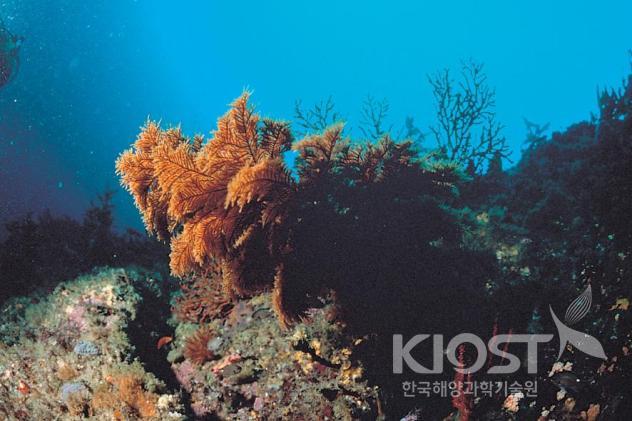 다양한 해양환경에서 해양생물을 채집 의 사진