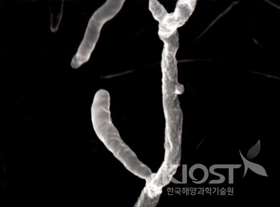 항암물질을 생산하는 해양방성균 Streptomyces sp. 의 사진