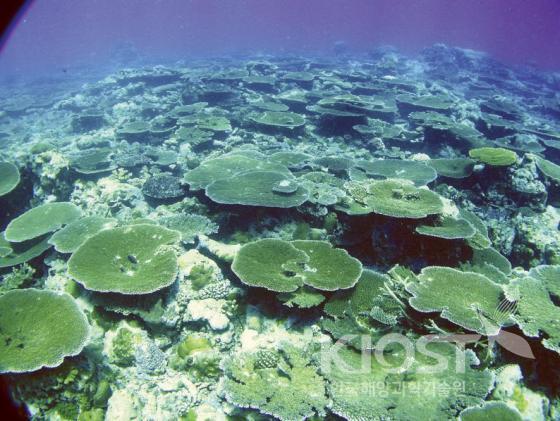 해양신의약의 보물창고인 산호초지대 의 사진