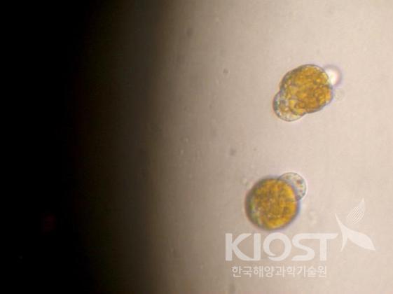 하헬라 제주엔시스의 색소에 의해 적조생물 코크로디니움의 세포가 터저 죽어가는 모습 의 사진