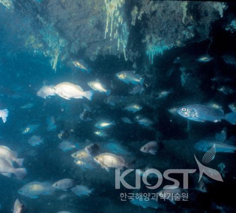 Rock fishes released in marine ranching area 의 사진