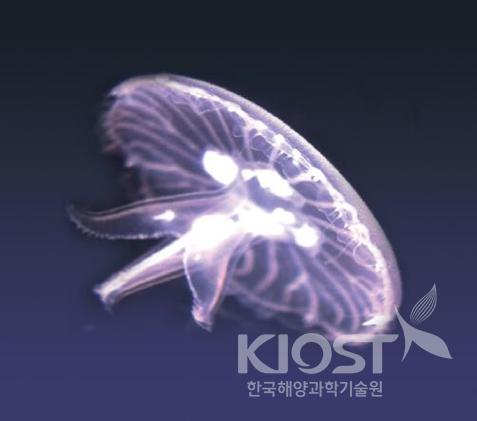 Jellyfish 의 사진