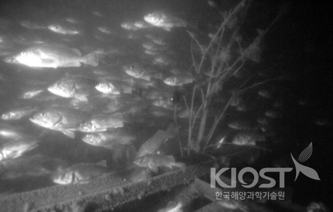 통영바다목장의 인공어초 내의 어군 의 사진