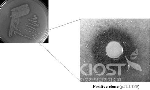 리피아제 활성을 측정하기 위해 박테리아를 tributyrin plate에서 배양한 모습 의 사진