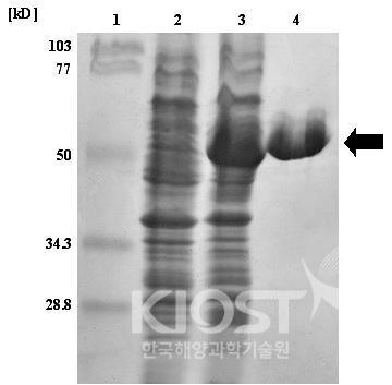 리피아제의 재조합 단백질을 생산한 후 분리 정제하고 SDS-PAGE로서 확인한 젤 사진 의 사진