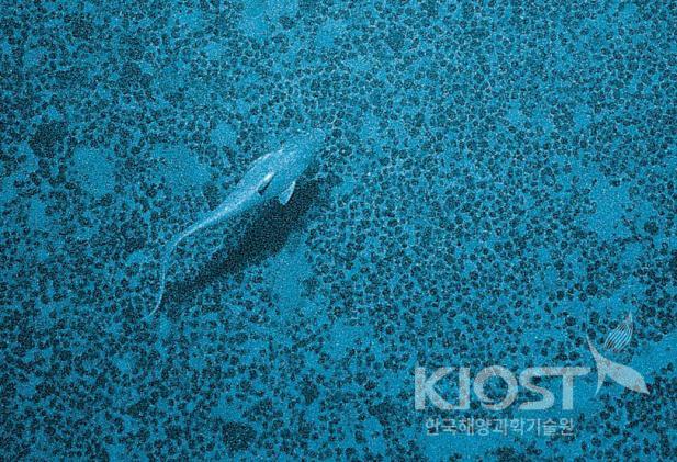 북동태평양 대한민국 광구지역 해저면에 분포하는 망간단괴 의 사진
