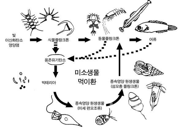 고전적 개념의 먹이사슬 (식물플랑크톤에서 어류로 진행)과 미소생물 먹이환 (박테리아에서 원생 생물로 진행). 의 사진