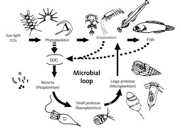 고전적 개념의 먹이사슬 (식물플랑크톤에서 어류로 진행)과 미소생물 먹이환 (박테리아에서 원생 생물로 진행). 의 사진