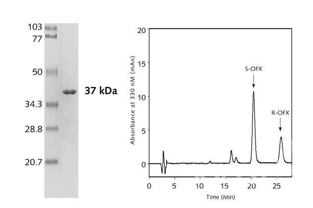 Vibrio sp. GMD509로부터 유래한 신규리피아제의 순수분리와 ofloxacin ester에 대한 광 의 사진