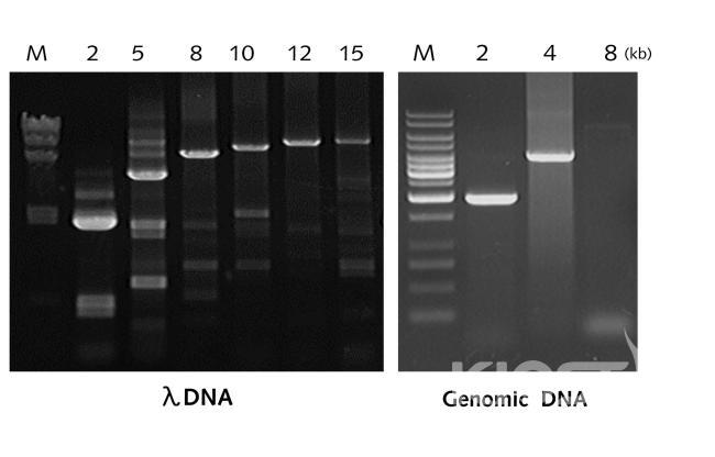 신규 DNA 중합효소를 이용하여 Lambda DNA와 genomic DNA로부터 특정 유전자를 증폭한 PCR 의 사진