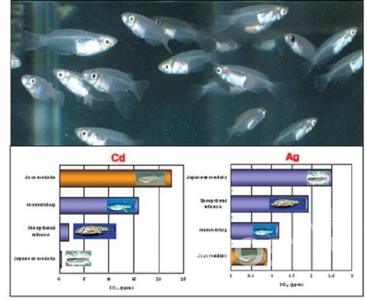 실험실에서 사육 중인 바다송사리와 다른 3종의 시험어종의 카드뮴(Cd)과 은(AG)에 대한 LC50 비교 의 사진