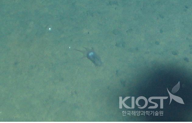 해미래가 촬영한 심해 생명체:필리핀 해 5,775m 해저면 의 사진