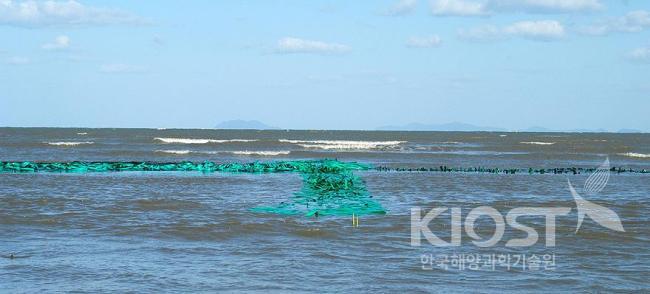 Artificial seaweeds 의 사진