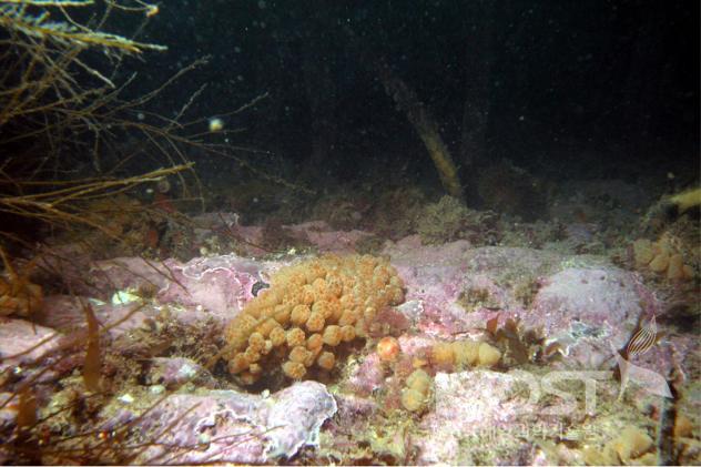 Sea cucumber and crustous red algae covering underwater rock 의 사진