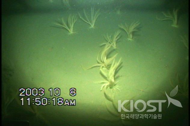 Sea weed on the seabed at 500m deep ocean 의 사진