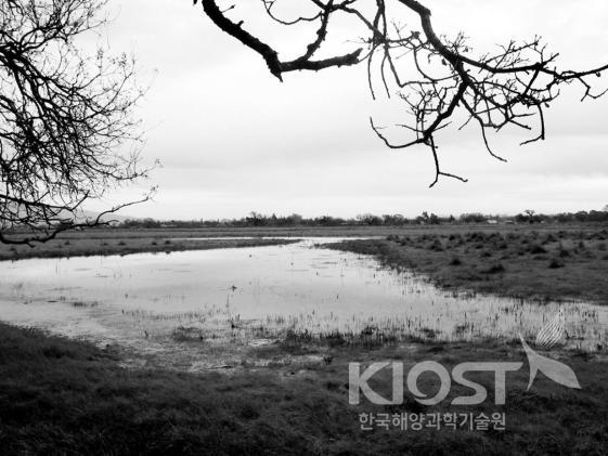 Substitutive wetland 의 사진