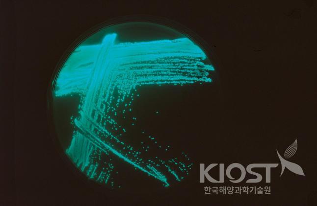 배지에서 배양한 발광세균의 군체 의 사진