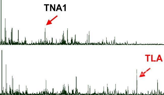E7 돌연변이 DNA 중합효소의 processivity 증가 의 사진