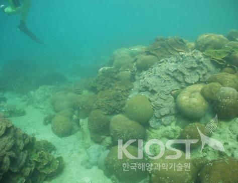 대한해협의 고해양환경복원을 위해 쓰시마 섬 근해에서 채집된 Favia 산호의 집단서식지 의 사진