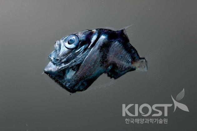 Deep sea fish, Sternoptys diaphana 의 사진