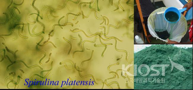 축환초내 일차생산력과 박테리아 생산력의 공간적인 비교 의 사진