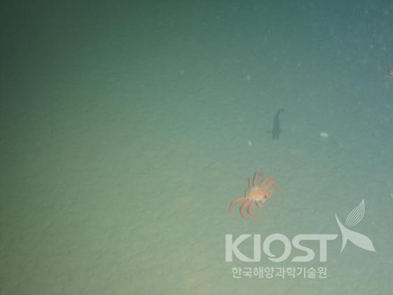 울릉분지 1,450 m 해저와 중층에 서식하는 생물계 (포항 동쪽 70 km/2008. 10. 28) 의 사진