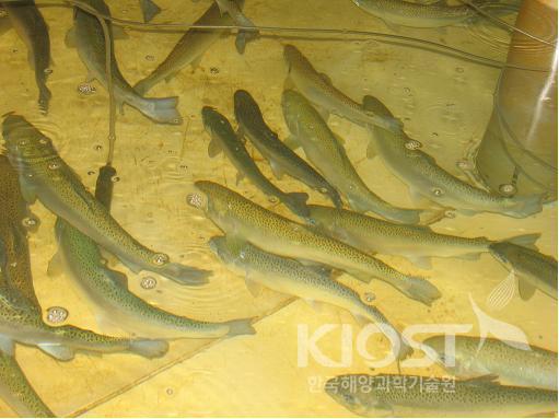 한해성 어종의 증양식 실험 (연어, 강도다리) 의 사진