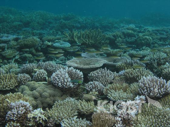 다양한 형태의 산호가 살아가는 산호초 주변의 모습 의 사진