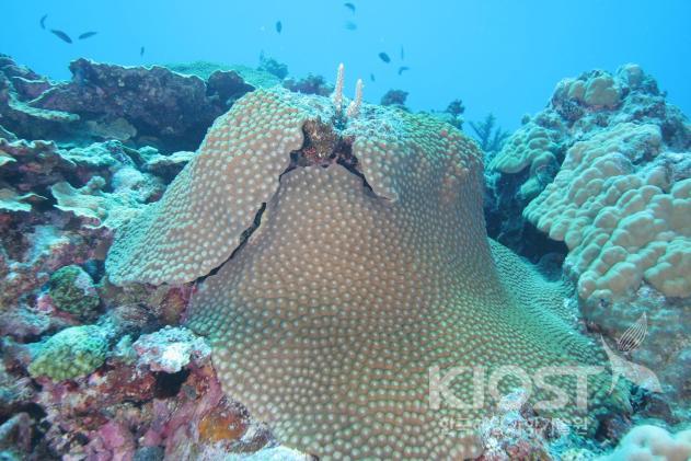 육방산호 의 사진