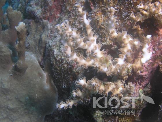 육방산호 의 사진
