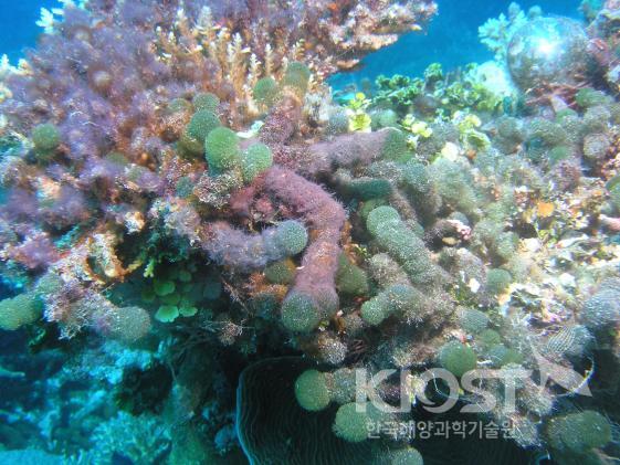 산호초 주변에서 자라는 해조류3 의 사진