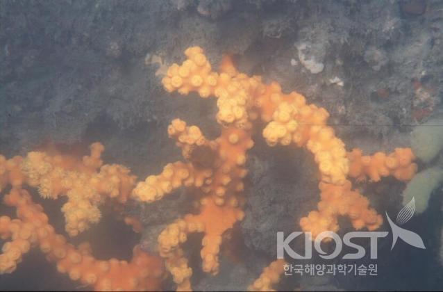 우리나라 바다에서 살아가는 산호. 돌산호류2 의 사진
