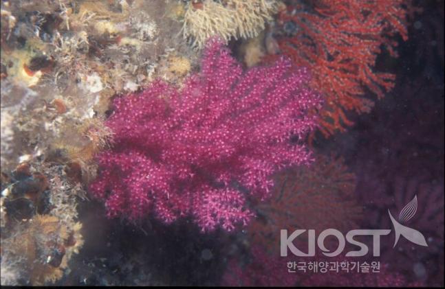 우리나라 바다에서 살아가는 산호. 가시산호류 의 사진