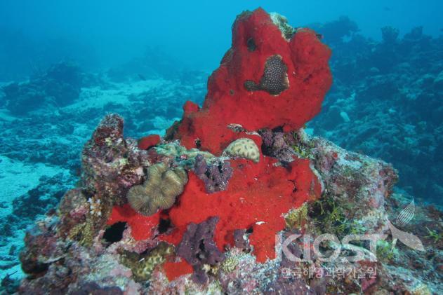 질병 치료제로 연구 중인 산호초 주변의 해면동물 의 사진