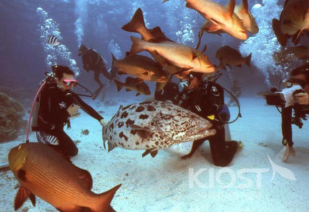 수중 생물들과 즐거운 시간을 가질 수 있는 호주의 산호초 해역 의 사진
