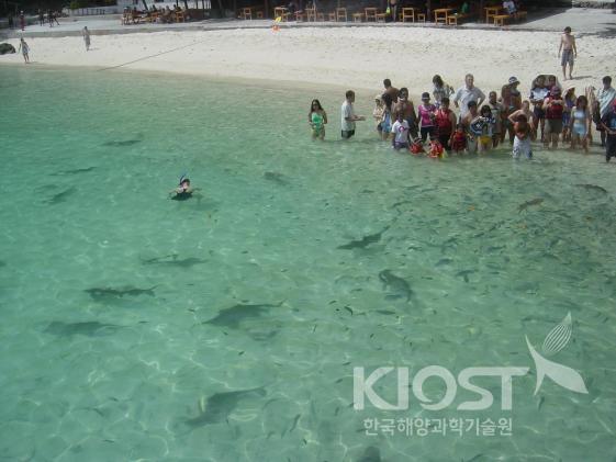 말레이시아 랑카위 코랄 해양공원에서는 상어를 비롯한 물고기들이 매일 관광객과 어울려 논다 의 사진
