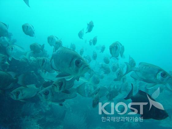 물고기들의 세상인 팔라우 바다 속에는 다양한 어종이 떼를 지어 살아간다 의 사진