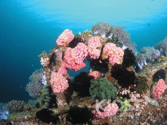 연구센터 주변 다양한 형태의 산호가 살아가는 산호초 군락 의 사진